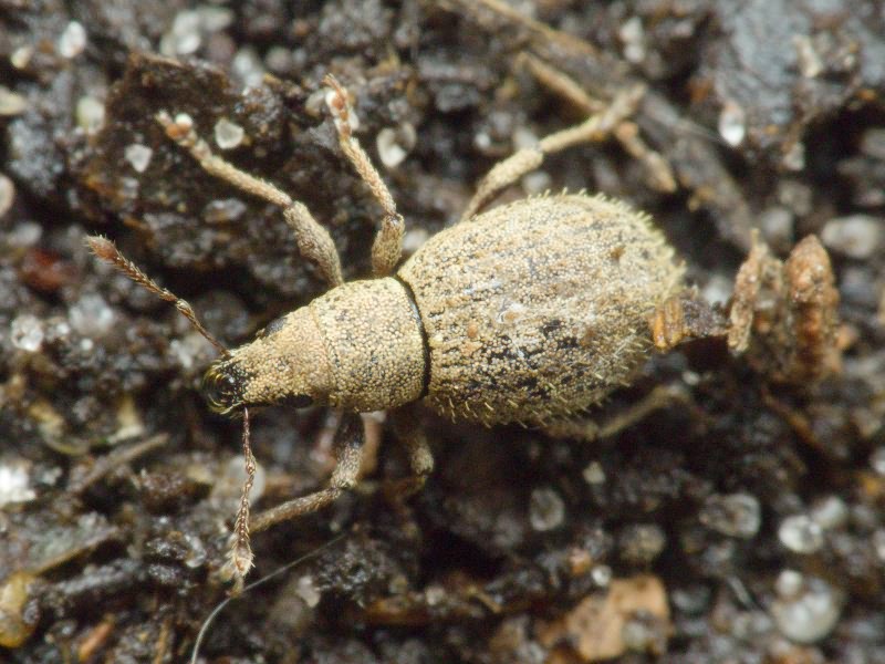 Sciaphilus asperatus (Bonsdorff, 1785)